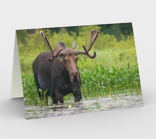 Moose card, set of 3