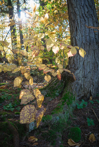 Autumn leaves on Hemlock Bluff photo