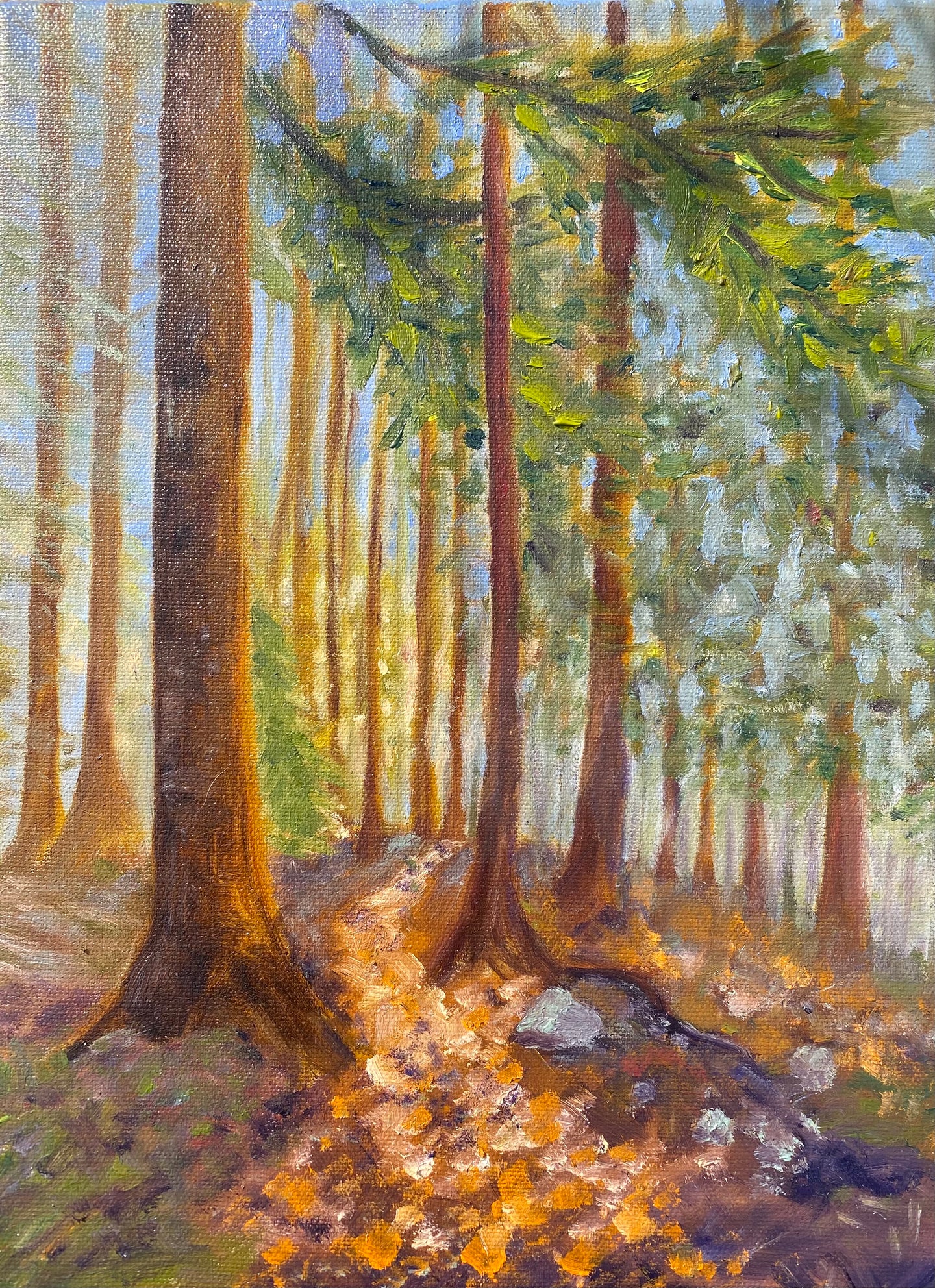 Sunlit Trees at Limberlost