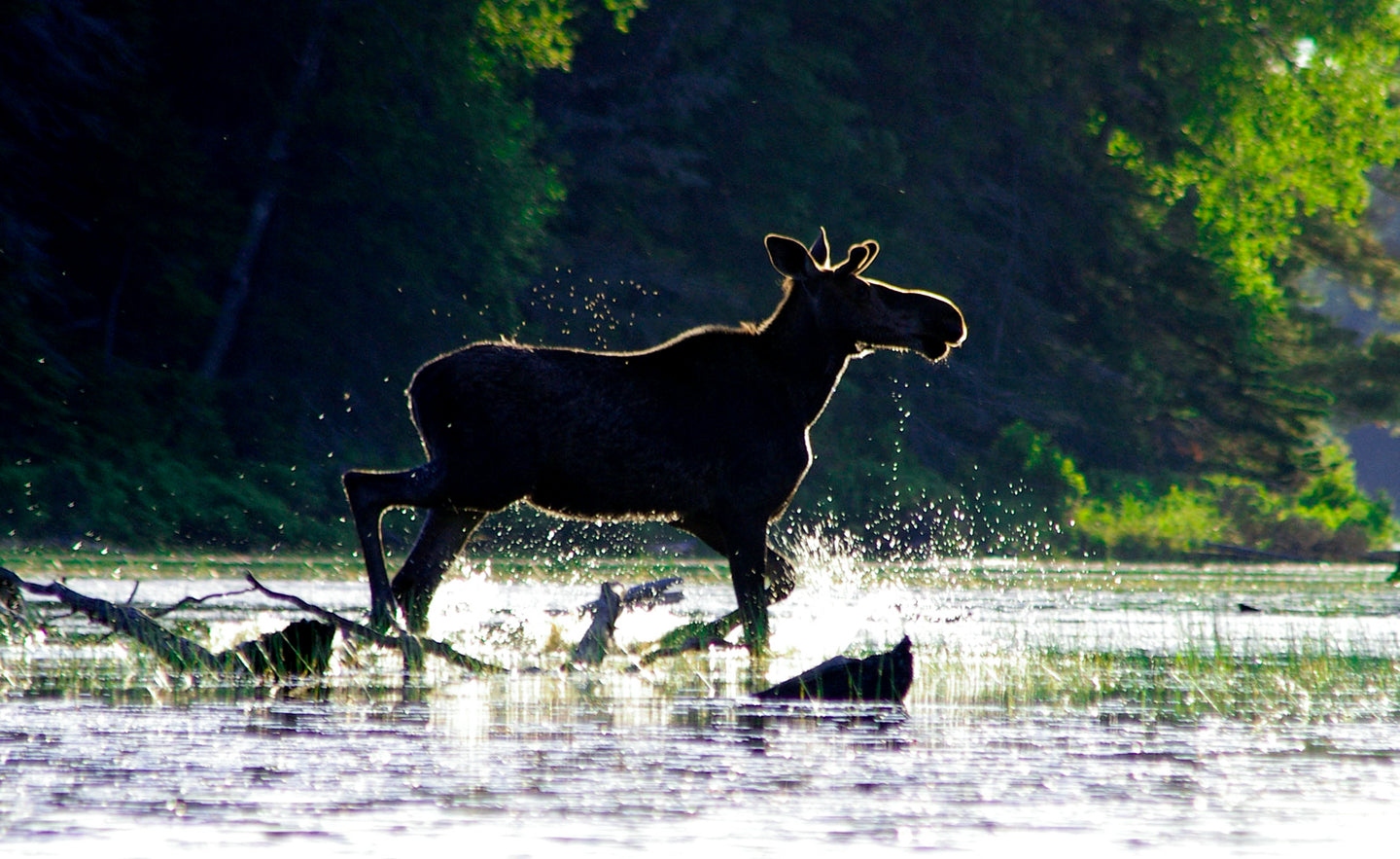 Splashy Moose