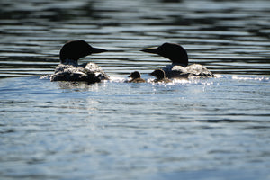 Sparkling loon family photo