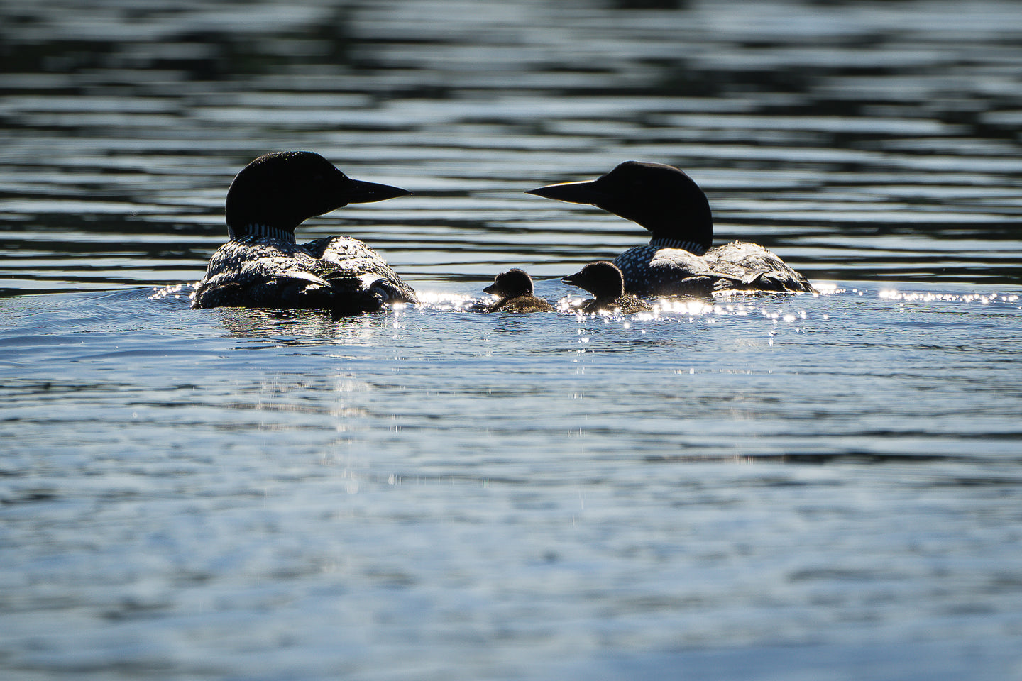 Sparkling loon family photo